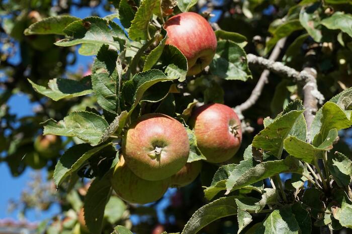 Pomme Roujon. Photo Pauline Mayer