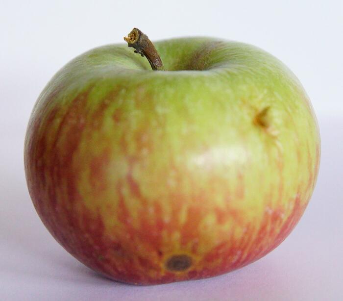 Pomme Daluissoune, Bantes. Photo Pauline Mayer