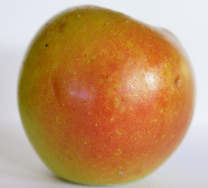 Pomme Dure, Daluis. Photo Pauline Mayer