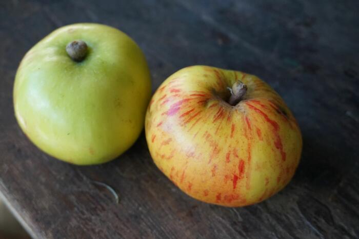 Pomme Saint-Jean, Le Perier, Sauze. Photo Pauline Mayer